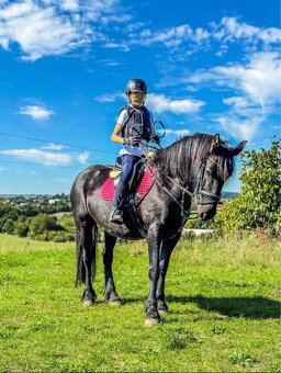 Prodáme kobylku Fell Pony kategorie B - 2