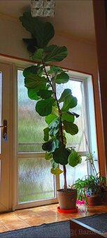 Ficus lyrata - cca 255 cm - 2