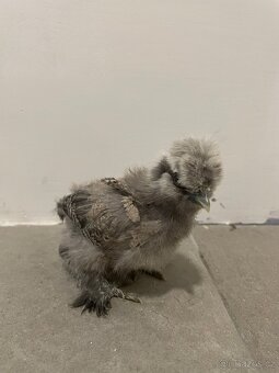 Násadová vajíčka USA hedvábničky - 2