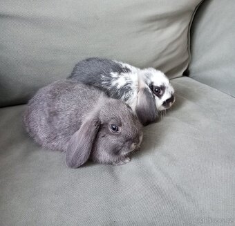 Zakrslý beránek králíček - 2