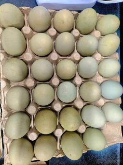 Domácí vajíčka - 2