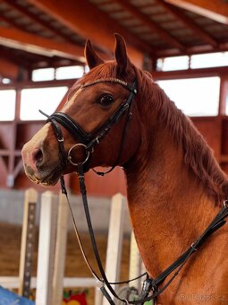 Sleva 5letý valach - 2