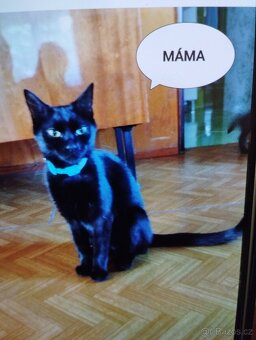 Koťátka - 2