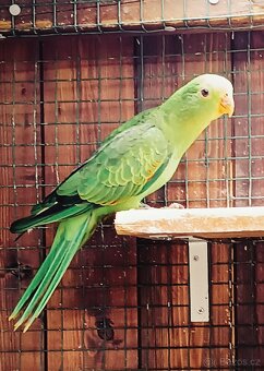 Loňský papoušek červenokřídlý - 2