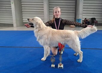 Chovný zlatý retrívr s PP ke krytí - 2