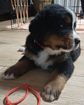 BERNSKÝ SALAŠNICKÝ -  ZIMNÍ EDICE ❄️ (BSP) - 2