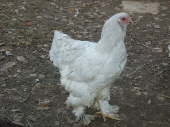 Brahmanka velká lavender  1,1 - 2