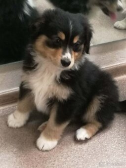 Miniaturní americký ovčák- pejsek s PP v barvě - 2