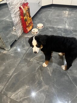 Bernský salašnický - 2