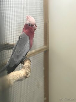 Kakadu štěpitelný 2025 - 2