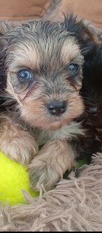 Jorkšírský teriér,Merle, Jorkšír,Biewer - 2