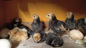 Forverky kuřata či nasadová vejce - 2