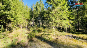 Prodej lesa, 4650 m², Chotěmice - 2