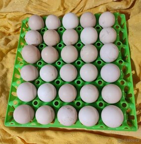 Násadové vejce Amrox - Amroks velké krahujcové - 2