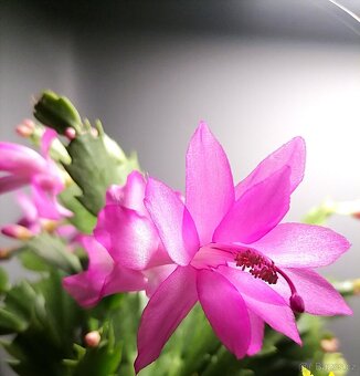 Schlumbergera - Vánoční kaktus (řízky) - 2