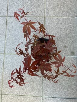 Bonsai, Bonsaj, japonský javor, skalky - 2