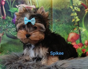 Jork, york, yorkshire, biewer merle s PP - - 2