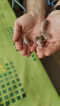 Mimča křečka Roborovského - 2