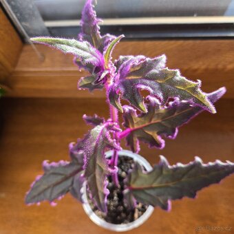 Gynura aurantiaca - 2