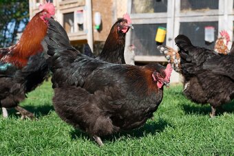 Forverka a Marans kuřata - 2