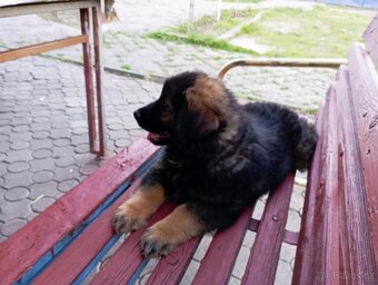 Štěňátko - 2