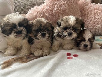 Shih-tzu - 2