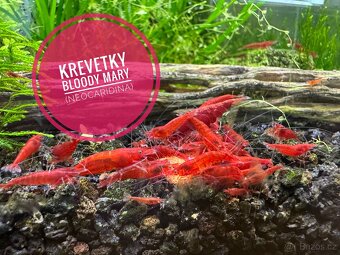 Krevetky Bloody Mary (neocaridina) - 2