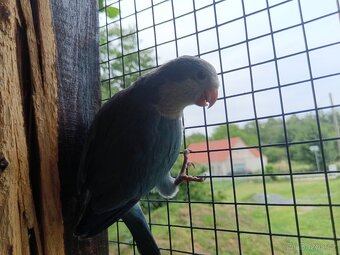 Mníšek šedý - 2