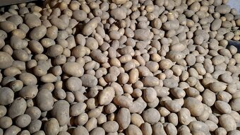 Brambory konzumní a odpad - 2