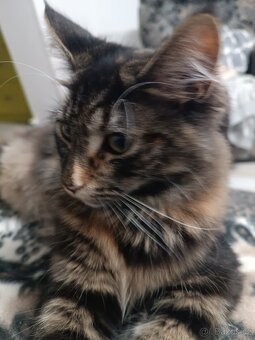 Mainská mývalí koťata - 2