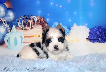 biewer terier s PP jorkšírský - 2