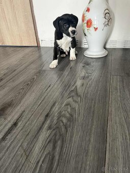 Stafordšírský bulteriér - 2