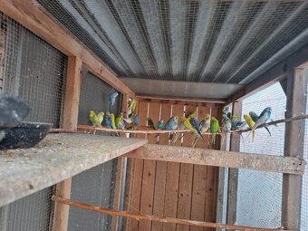 Prodam andulky, korely - 2