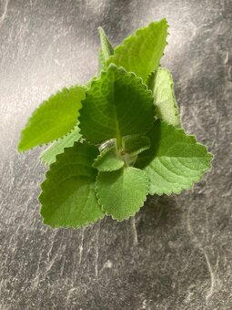 Rymovnik domácí - 2