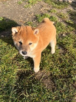 Shiba inu - 2