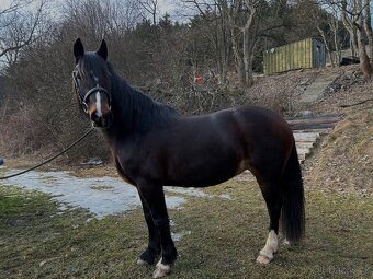 Klisna Welsh Cob D - 2