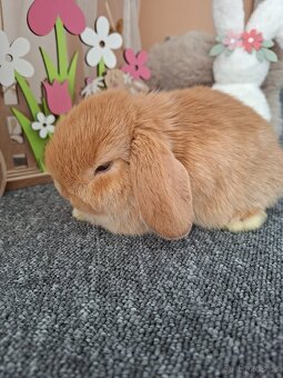 Mini Lop - 2