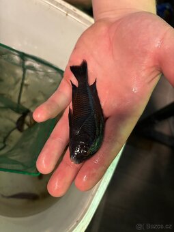 TROPHEUS BEMBA RED - 2