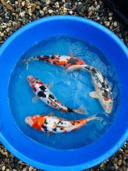 Koi kapr - 2