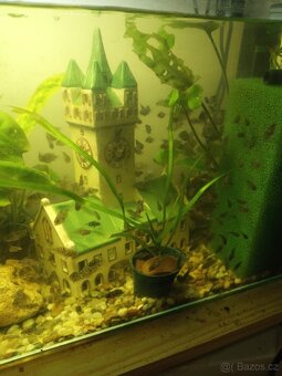 Akvarijní ryby - 2