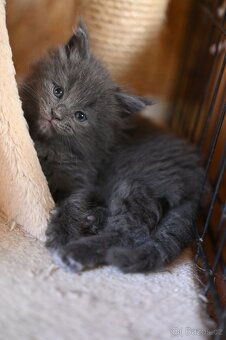 Mainská mývalí - maine coon - MCO - kočička POLLY - 2