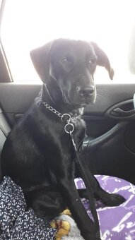 Labrador stěně - 2