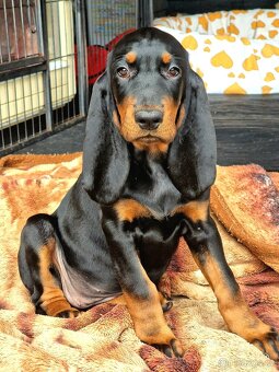Black and Tan Coonhound - 2