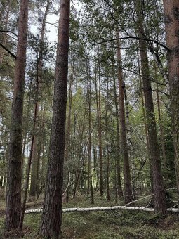 Prodám pozemky v k.ú. Mohuřice, p.č. 440 , 434/1 a 434/3 - 2