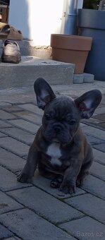 Francouzský buldoček - 2