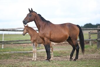 Chovná klisna po Carismo - 2