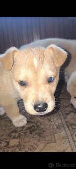 Štěňata Husky x kříženec staforda - 2