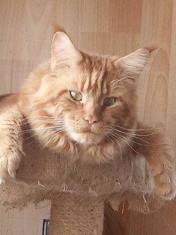 mainský kocour bez oo ke krytí - 2