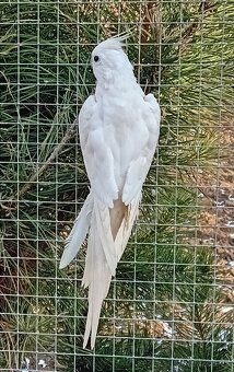 Korela bělohlavá dominantně stříbrná 2F - 2