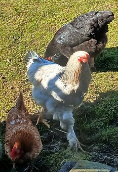 Brahmánka velká kohout - 2